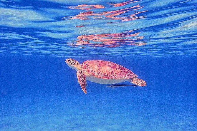 Private Half-Day Guided Snorkeling Charter in St. Thomas - Private 42-foot boat snorkeling in St. Thomas, the real value