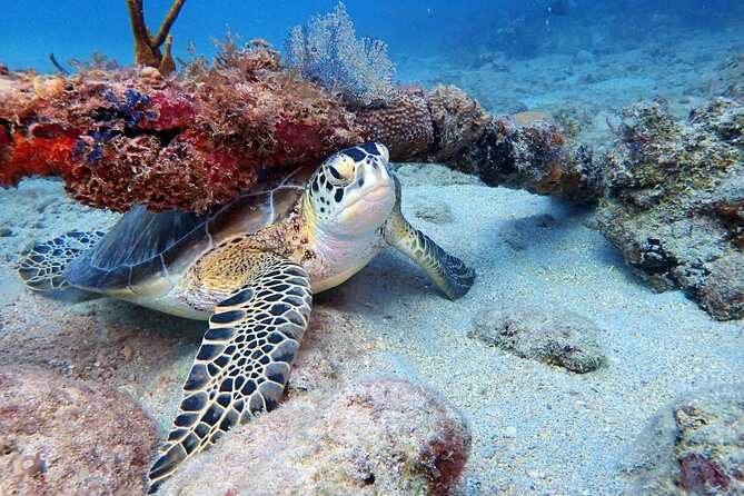 Private Half-Day Guided Snorkeling Charter in St. Thomas - Christmas Cove at Greater St. James: the reef-stop that delivers