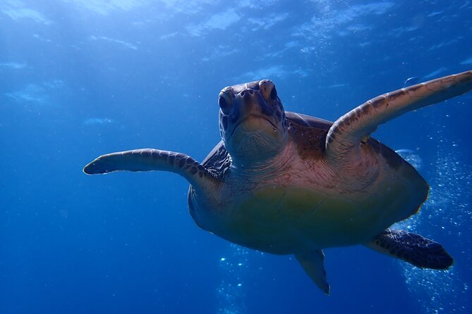 Private Half-Day Guided Snorkeling Charter in St. Thomas - Little St. James marine park: corals, big fish energy, and calm waters