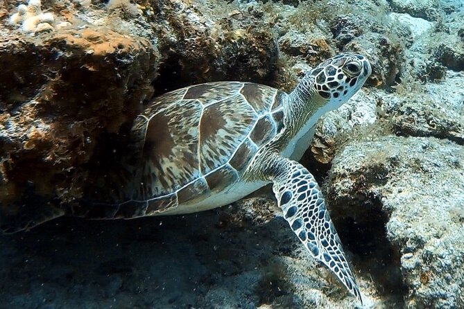 Private Half-Day Guided Snorkeling Charter in St. Thomas - The crew factor: safety plus sea-life spotting, without feeling stiff