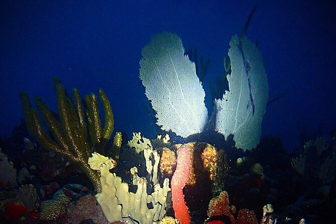 Private Sunset Charter + Guided Night Snorkeling in St Thomas - Meeting point and timing, starting at 5:30 pm