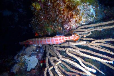 Private Sunset Charter + Guided Night Snorkeling in St Thomas