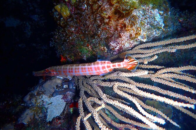 Private Sunset Charter + Guided Night Snorkeling in St Thomas - What the sunset ride feels like from the boat