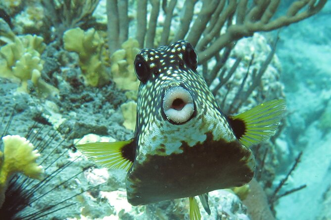 Reef and Turtle Adventure - Kayak and Snorkel Tour - Coral Reef Snorkeling: Colorful Water, Fish Schools, and a Guided Setup