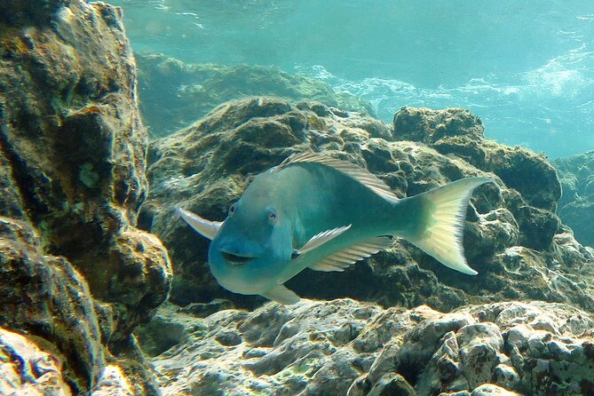 Reef and Turtle Adventure - Kayak and Snorkel Tour - Included Food Beats the Usual Island Problem