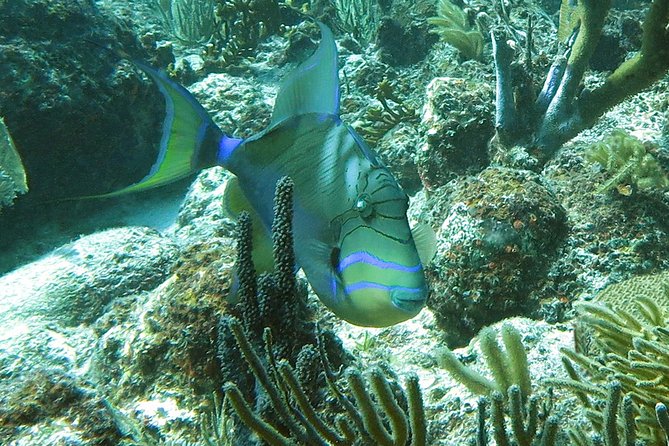 Reef and Turtle Adventure - Kayak and Snorkel Tour - Small-Group Guide Attention: Why Max 9 Changes the Experience