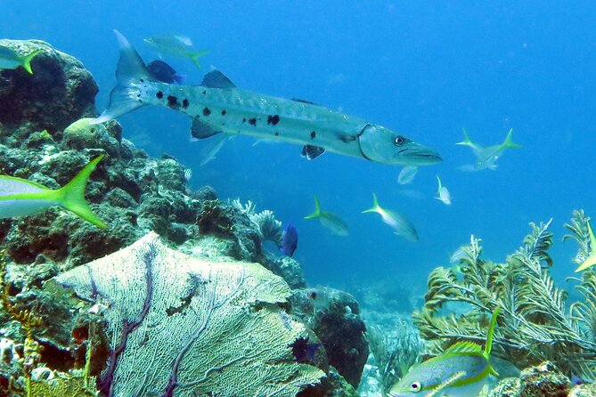 Reef and Turtle Adventure - Kayak and Snorkel Tour - Budget Reality: The $40 Photo Package and Gratuity