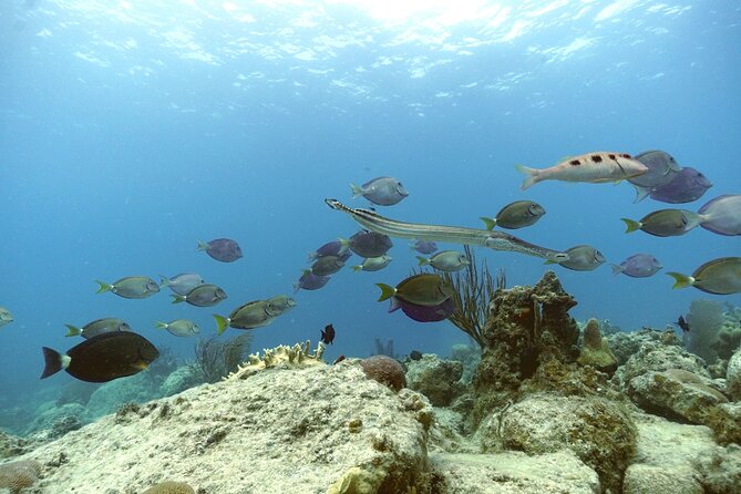 Reef and Turtle Adventure - Kayak and Snorkel Tour - Price and Value: Is $159 Worth 5 Hours of Reef and Turtles?