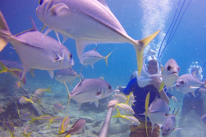 Sea Trek Helmet Dive at Coral World Ocean Park - Small Group Energy: Why a Maximum of 8 Travelers Helps
