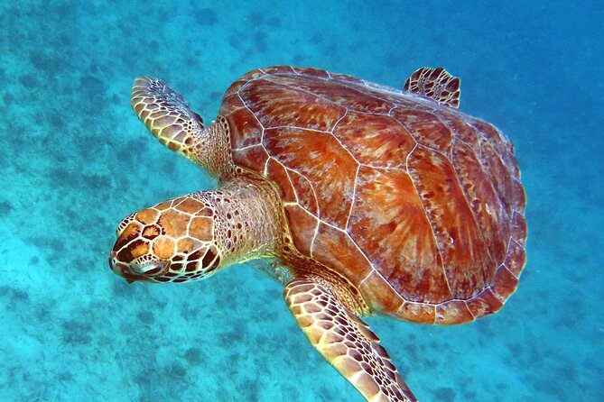 Small Group Sea Turtle Tour (Guaranteed to see turtles) - Guaranteed Turtle Sightings Start at a Real Beach, Not a Crowd