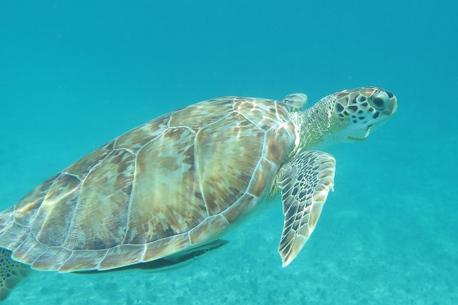 Small Group Sea Turtle Tour (Guaranteed to see turtles) - How Your Guide Helps You See Turtles (And Not Just Fish)