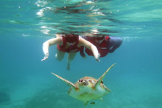 Small Group Sea Turtle Tour (Guaranteed to see turtles) - Cruise Day Tips: Local Time and the Right Meeting Point