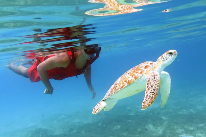 Small Group Sea Turtle Tour (Guaranteed to see turtles) - Should You Book This Guaranteed Sea Turtle Snorkel?
