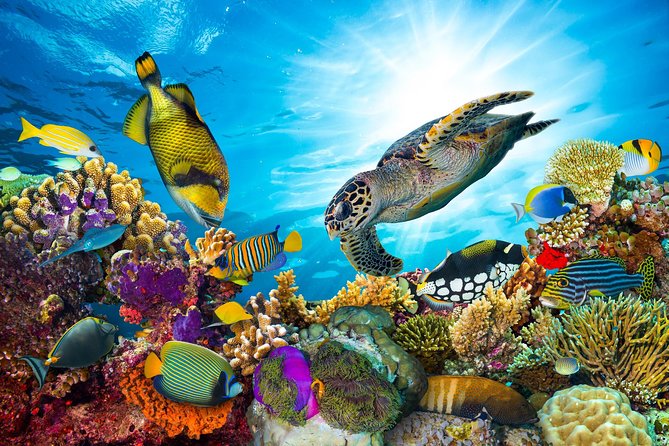 Snorkel Cat All Inclusive Adventure - Margaritaville meeting point and getting on board
