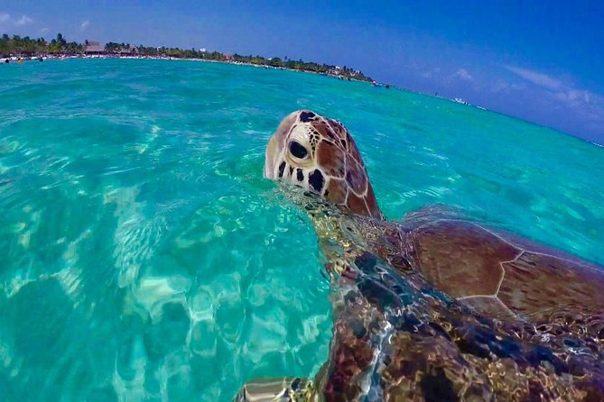 Snorkel St. John Tour from Sapphire and Margaritaville - Key Takeaways Before You Go