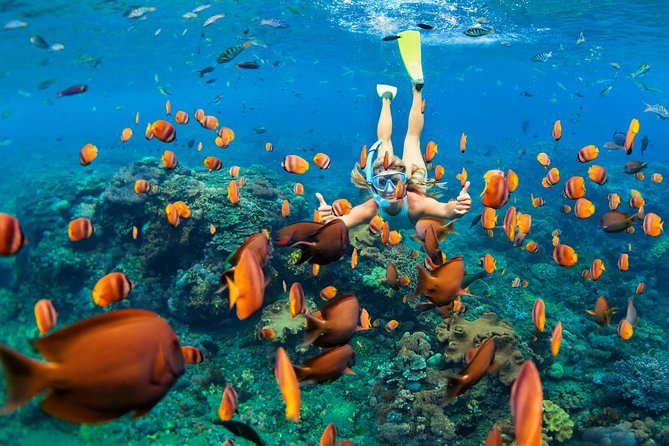 Snorkel & Swim with Turtles. Semi Private Tour to Buck Island & Honeymoon Beach - Key Points Before You Go