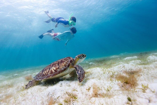 Snorkel & Swim with Turtles. Semi Private Tour to Buck Island & Honeymoon Beach - On-Boat Break and Drinks: How the Timing Works