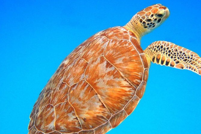 Snorkeling Adventure in St Thomas - Key Highlights at a Glance