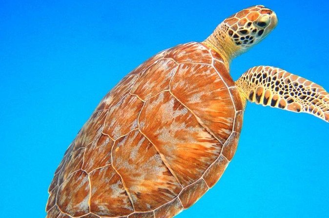 Snorkeling Adventure in St Thomas - Wildlife You Can Actually Expect to See