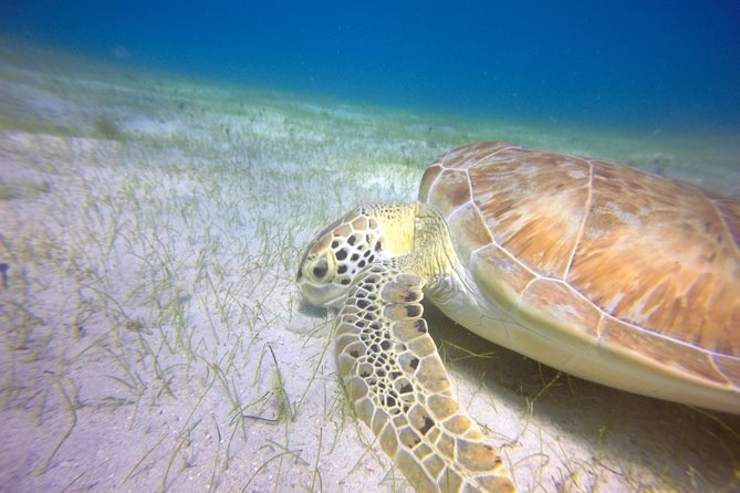 Snorkeling Adventure in St Thomas - The Guides and Captains: Why This Tour Gets 5 Stars