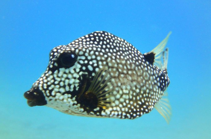 Snorkeling Adventure in St Thomas - Snacks, Drinks, and the Boat Break You Earn