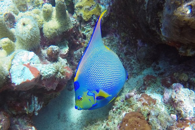 Snorkeling Adventure in St Thomas - Value Check: Is $129 Worth It?