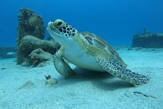Snorkeling Gear Rental - Price and value: $75 per person, and what you should compare it to
