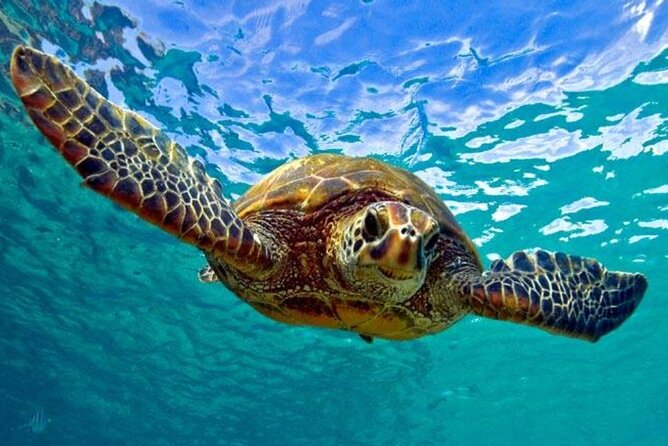 Snorkeling with Sea Turtles at St. Thomas - Key Things That Make This Turtle Snorkel Worth Your Time