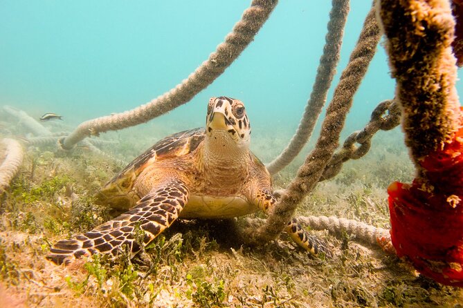 Snorkeling with Sea Turtles at St. Thomas - Brewers Bay and Sea Turtles: The Real Reason You Book