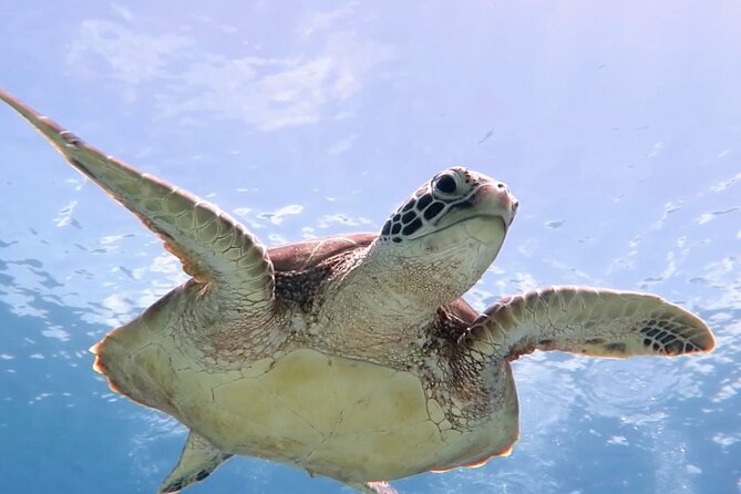 Snorkeling with Sea Turtles at St. Thomas - Logistics That Matter: Meeting Point, Crowds, and Gear Comfort