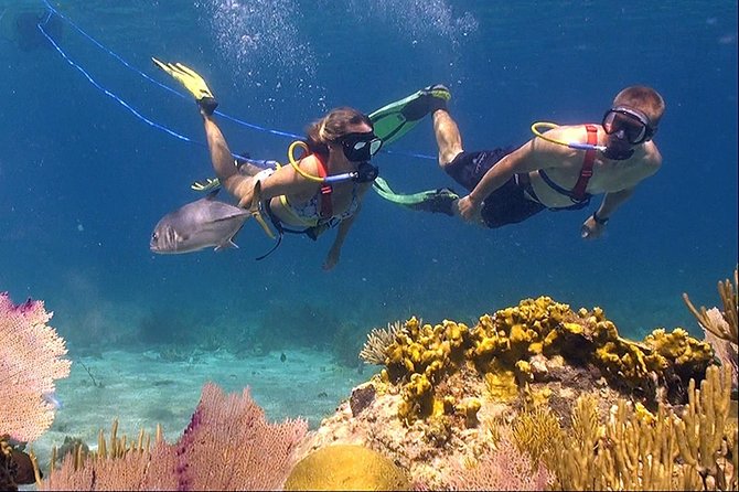 Snuba Adventure at Coral World Ocean Park - Key highlights you should actually care about