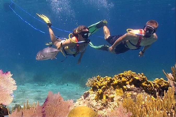 Snuba Adventure at Coral World Ocean Park - Coral World Ocean Park time: use your included admission well