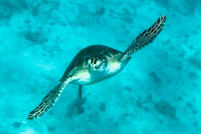 St. John Luxury Catamaran Turtle Snorkel and Cays Full Day - Price and Value: What Makes $250 Feel Reasonable