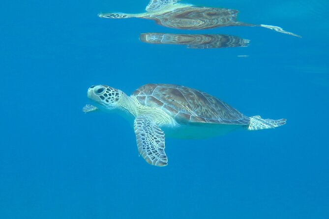 St Thomas Kayak and Sea Turtle Snorkel Excursion - Key highlights worth planning for