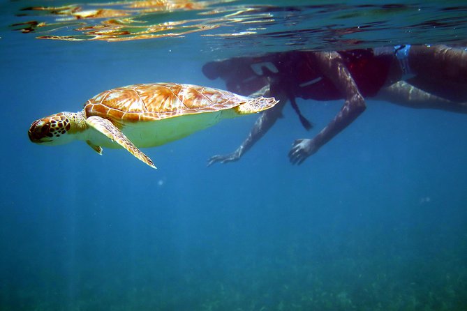 St Thomas Sea Turtle Snorkel Kayak Adventure Tour - Key things I’d circle before you book