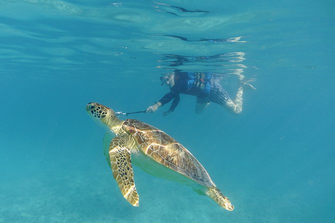 St Thomas Sea Turtle Snorkel Kayak Adventure Tour - Photos and video: what’s included, what costs extra