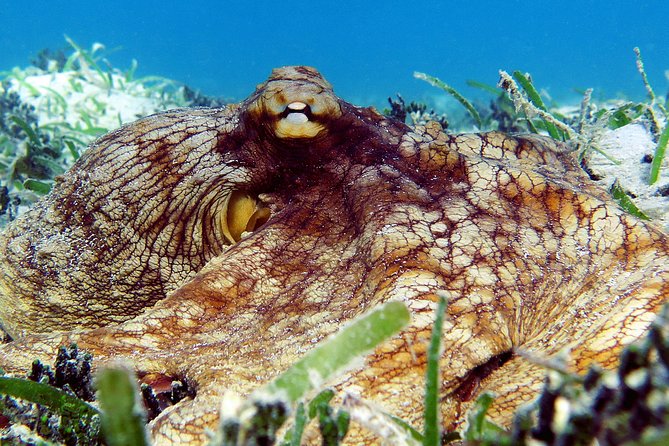 St Thomas Sea Turtle Snorkel Kayak Adventure Tour - Price check: is $139 a good deal in St. Thomas?