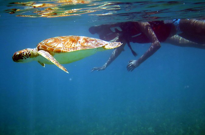 St Thomas Sea Turtle Snorkel Kayak Adventure Tour - Who this tour is best for, and who should skip it