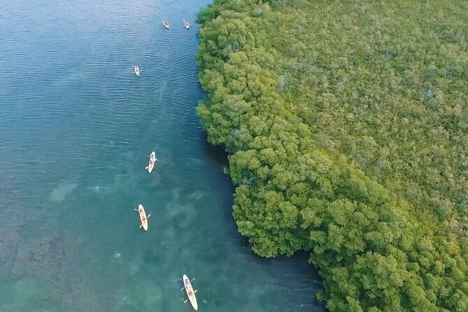 St Thomas Shore Excursion: Mangrove Lagoon Kayak and Snorkel Tour - Snorkeling After The Paddle: Coral-Fringed Roots And Fish Schools