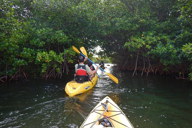 Sunset Kayak Tour in the Mangrove Lagoon, St Thomas - Key things that make this Sunset Kayak Tour worth your time