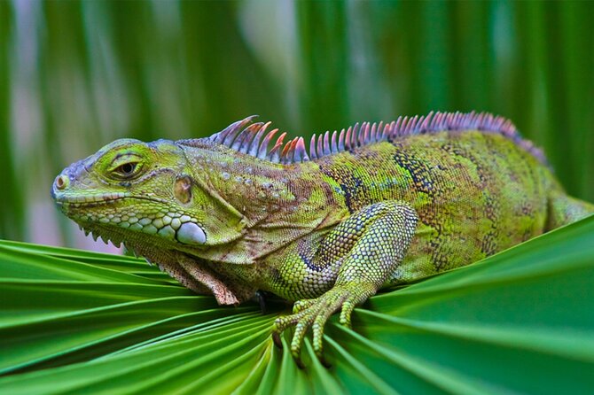 Sunset Kayak Tour in the Mangrove Lagoon, St Thomas - Wildlife spotting you can realistically expect, not just wish for