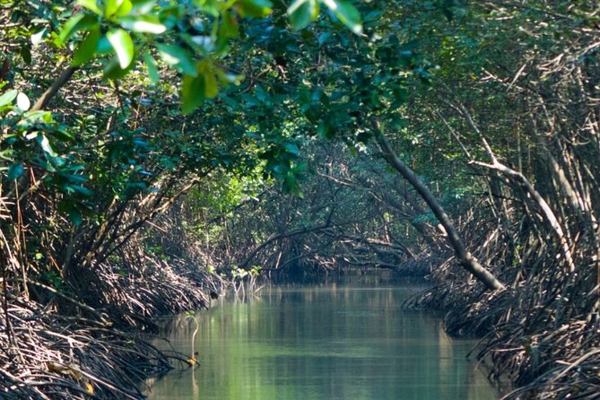 Sunset Kayak Tour in the Mangrove Lagoon, St Thomas - Price and value: why $59 makes sense for what you get