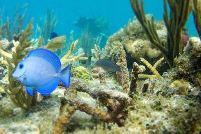 The Baths, Virgin Gorda, Cooper Island & Norman Island Snorkel