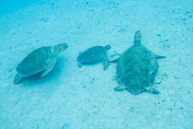 The Frederiksted St. Croix Sea Turtles Snorkeling Tour - What You’ll See Underwater: Hawksbill, Green Turtles, and a Fish-Filled Scene