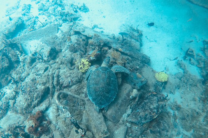 The Frederiksted St. Croix Sea Turtles Snorkeling Tour - The Guide and Safety: How You Get Close Without Causing Stress