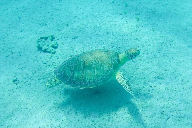The Frederiksted St. Croix Sea Turtles Snorkeling Tour - Price and Value: Is $89 Worth It in St. Croix?