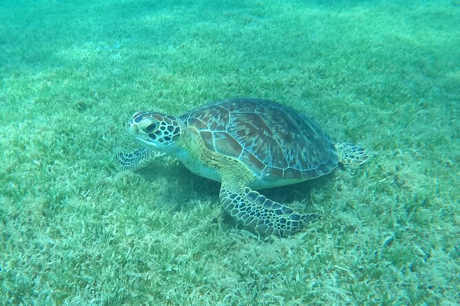 The Frederiksted St. Croix Sea Turtles Snorkeling Tour - The 1-Hour 15-Minute Flow: From Meet Spot to Rocky Cove Snorkeling