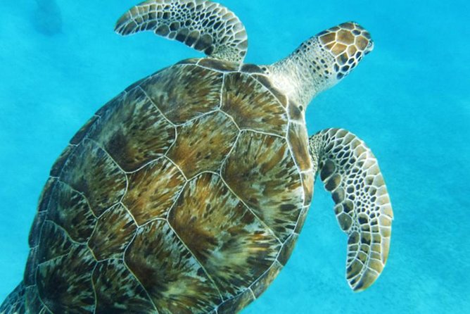 Turtle Cove Catamaran Snorkel and Sail at Little Buck Island STT - Price and value: is $119 worth it?