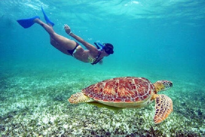 Turtle Snorkel Sail on Buck Island from Frenchman's Reef - Key things I’d circle before you book
