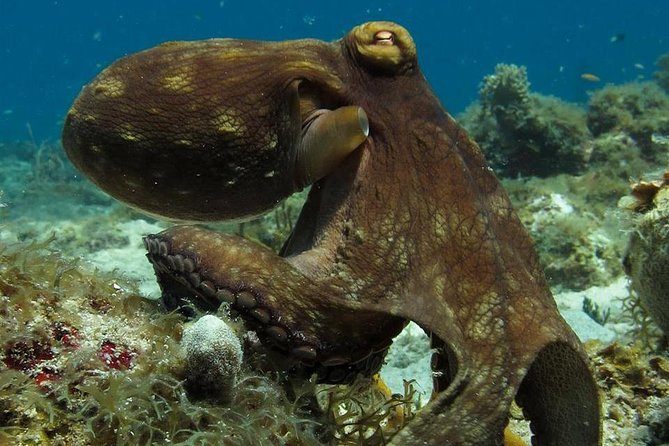 Two-Tank Dive for Certified Diving in St Thomas - Key Highlights Worth Caring About